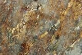 Polished Golden Amphibolite Slab - Western Australia #221676-1